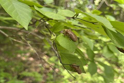 Refrain or Cacophony? Cicada Music Hits Some Ears More durable Than Others