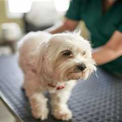 Emergency Vet Bill: A Hidden Threat to Your Retirement Plan